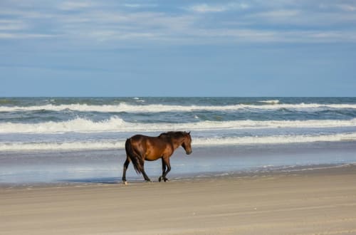 Caballo salvaje caminando por la playa arenosa del lodge boutique Seaflower, San Andrés y Providencia, Colombia