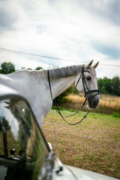 Caballo gris con brida negra en Bungalow Buda Beach, Chipiona