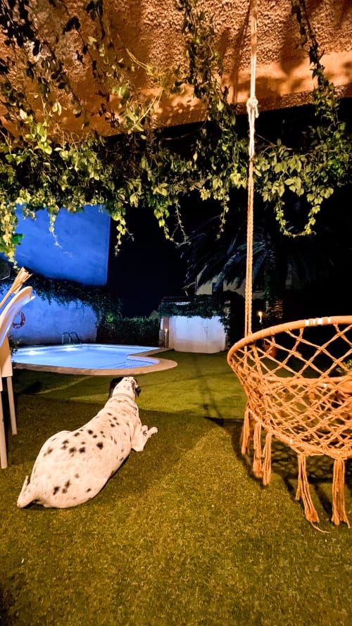 Perro dálmata disfrutando de la noche en el patio de Casa Rural Villa del Jerte con piscina iluminada y plantas colgantes