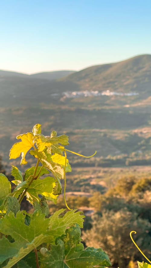 Flores de vid amarillas con vistas al valle de El Torno, Casa Rural Villa del Jerte