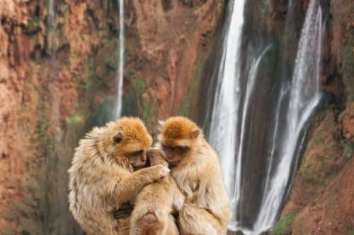 Twee gouden apen interageren bij een waterval met mosbegroeid rotsen in Marrakech, Marokko