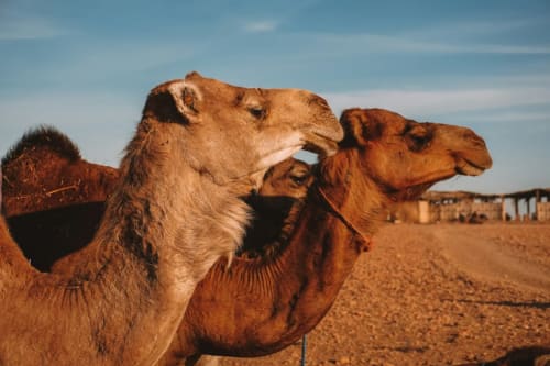 Camels at Marrakech desert near Riad Palau, Morocco