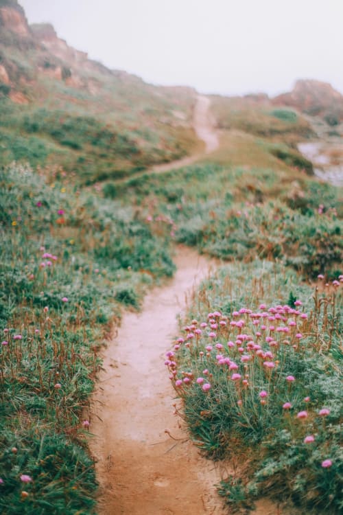 Wildflower hiking trail near Glasgow with pink blooms and rolling hills at Arrochoile B&B