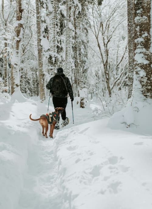 Skieur avec chien sur un sentier enneigé en forêt à L'écrin des sapins, Aime-la-Plagne