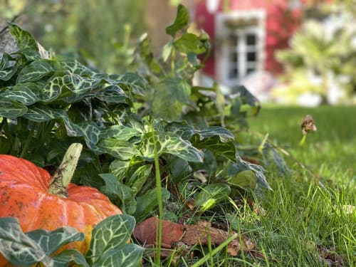 Citrouilles oranges poussant au jardin de la chambre d'hôte L'Ermitage à Saint-Vaast-la-Hougue