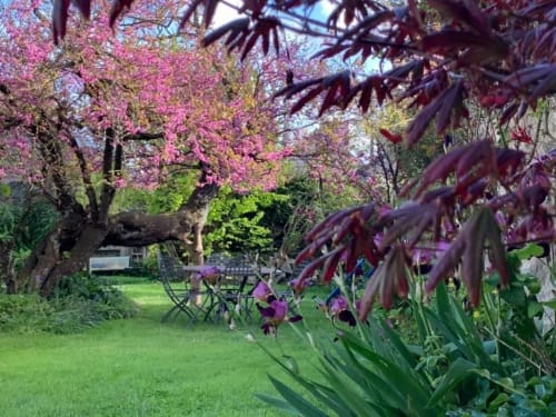 Jardin verdoyant de la L'Ermitage B&B à Saint-Vaast-la-Hougue avec arbres rose en fleurs et espace détente