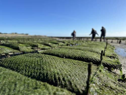 Parcs ostréicoles couverts de mousse à Saint-Vaast-la-Hougue près de L'Ermitage, avec des visiteurs explorant les vasières sous un ciel dégagé