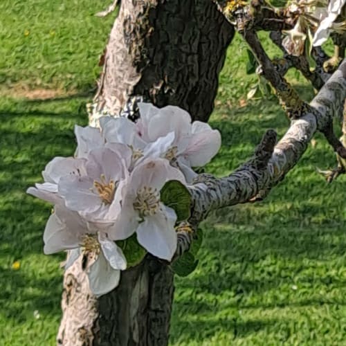 Au printemps, les fleurs des pommiers parent le verger du Clos Delamare, dans le pays de Caux