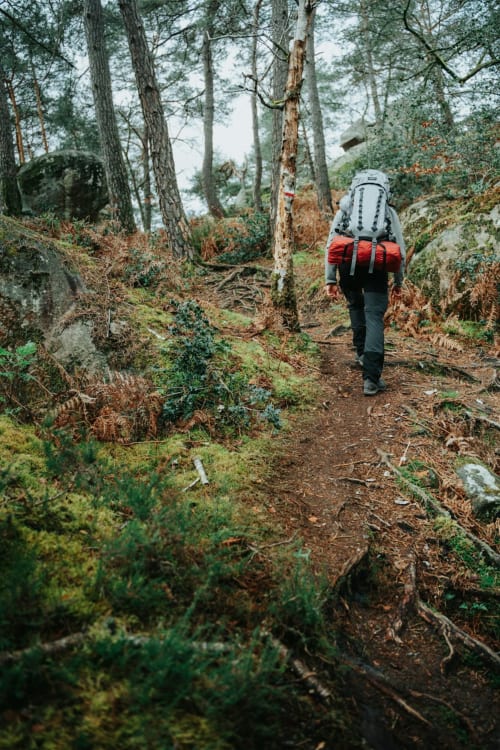 randonné forêt nature activité