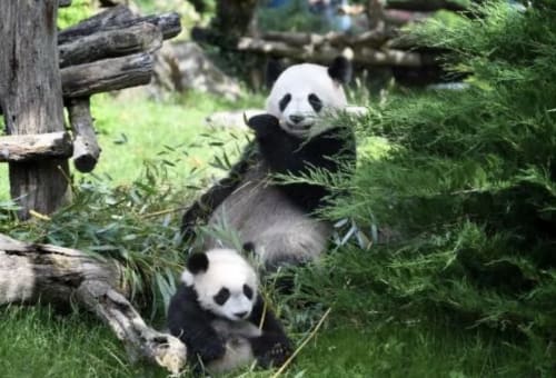 Two giant pandas eating bamboo at Locacharme wildlife sanctuary in Blois, France