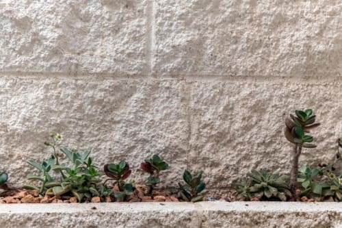 Succulent plants in terracotta soil against white stone wall at In Centro Da Viola eco-hotel in Olbia