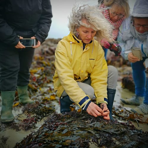 Woman exploring coastal rocks and seaweed at beach near Pleyber-Christ, Brittany France