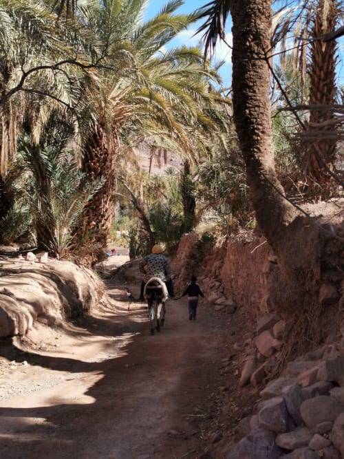 Chemin de terre bordé de palmiers à Riad Palau Marrakech avec cyclistes dans l'oasis du Haut Atlas au Maroc