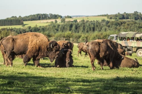 activité extérieur plein air bisons safari