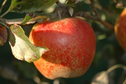 Patrice and Laurence from Clos Delamare invite you to visit the cider eco-museum