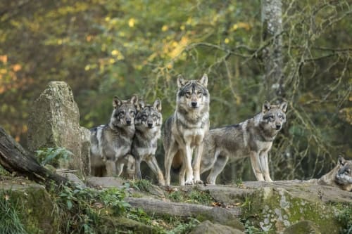 activité parc animalier saint croix animaux nature 