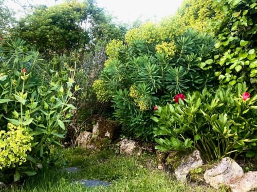 Jardin luxuriant avec plantes fleuries, allées en pierre et verdure à La Dragonne B&B à Bellême, France