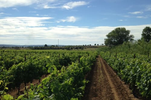 Vignes