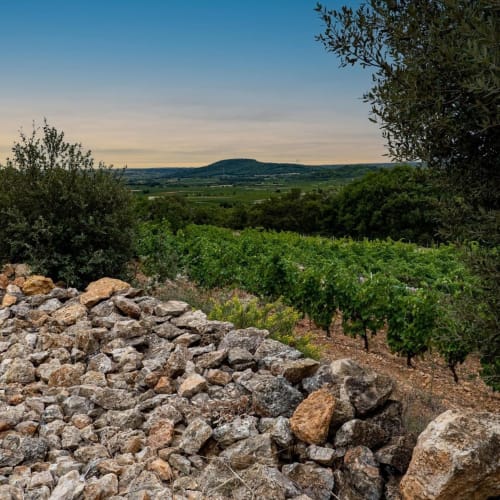 Vignes
