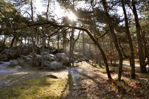 Forêt Fontainebleau visite VTT randonnée escalade Ile de France Paris lieux séminaires au vert chambre confort gîte chambre d'hôte 