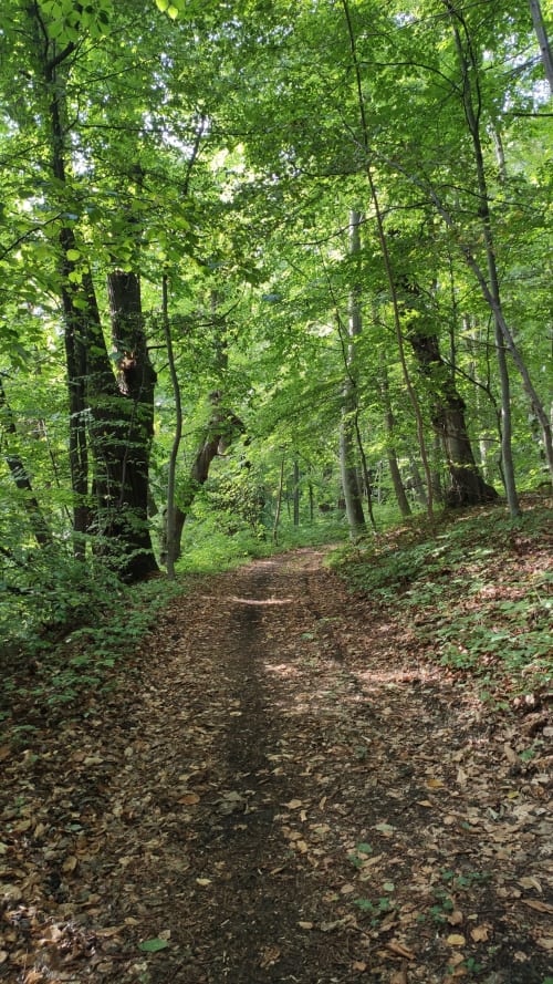 Jardins communs - foret- Gites Le Vieux Vinzelles-Gites -Auvergne - Puy-Dome
