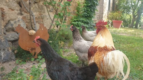 Jardins communs - poules -Gites Le Vieux Vinzelles-Gites -Auvergne - Puy-Dome