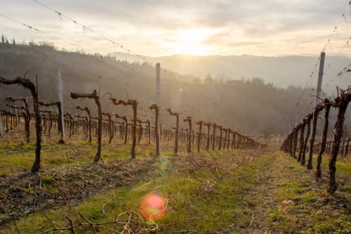 Rangées de vignes endormies au lever du soleil à Cognac, France, près du gîte viticole Logis des Tourelles