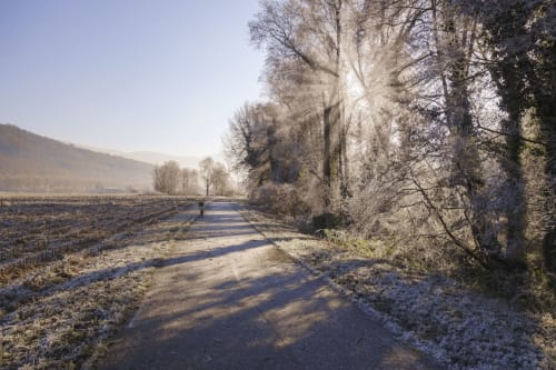 Allée rurale givrée bordée d'arbres nus près du Logis des Tourelles à Cognac, France