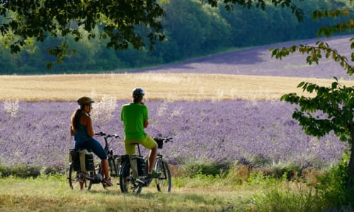 Two cyclists riding through lavender fields near La Sentinelle in Les Arcs sur Argens, Provence France