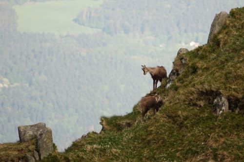 Chamois dans la montagne