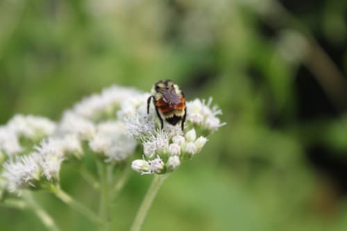 Bourdon doux pollinisant les fleurs blanches au Clos du Buisson, charmante maison d'hôtes à Saint Aubin sur Gaillon