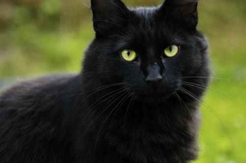 Chat noir aux yeux jaune vif au Clos du Buisson, BnB à Saint Aubin sur Gaillon, France