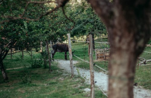 Ane paissant dans un enclos au Clos du Buisson, Saint Aubin sur Gaillon