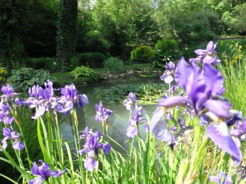 Des iris violets fleurissent au bord d'un étang au Clos du Buisson, BnB à Saint Aubin sur Gaillon, France