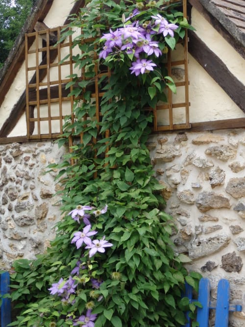 Fleurs de clématite pourpre grimpantes sur un mur de pierre rustique avec treillage en bois au Clos du Buisson BnB à Saint Aubin sur Gaillon