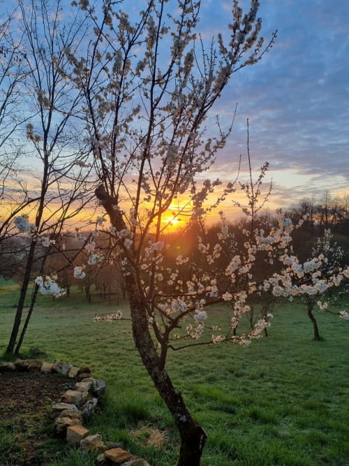 Arbres fruitiers en fleur au coucher de soleil à Thénon, jardin Maisonaurinko avec champs verdoyants