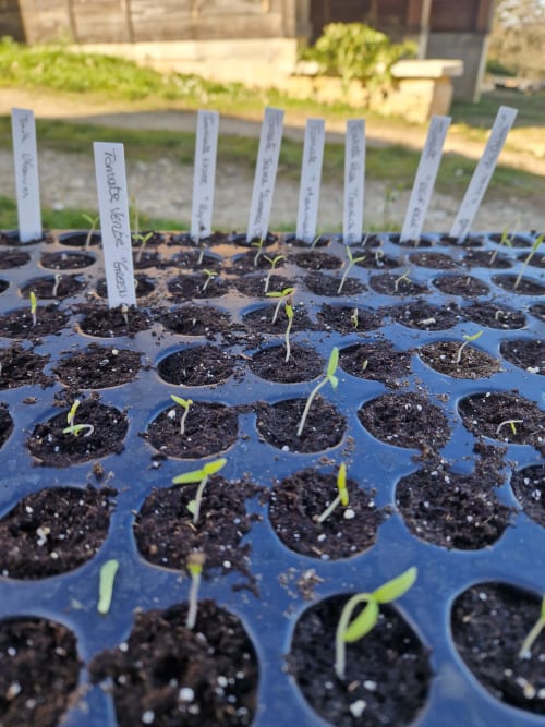 Jeunes plants en germination dans un plateau bleu au jardin Maisonaurinko, Thénon