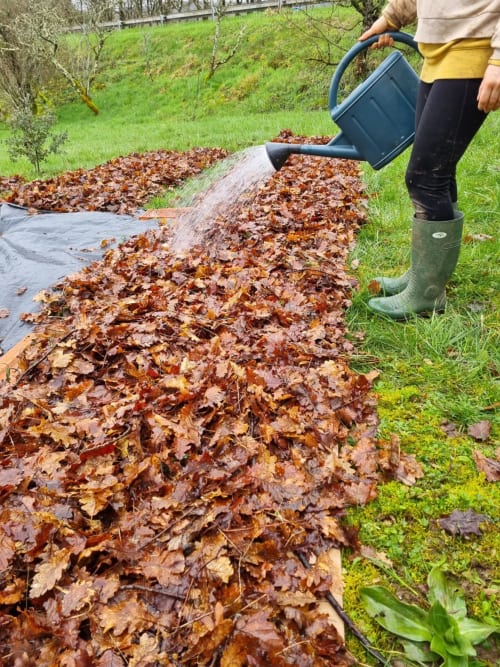 Personne arrosant les feuilles d'automne avec un arrosoir au jardin Maisonaurinko à Thénon, France