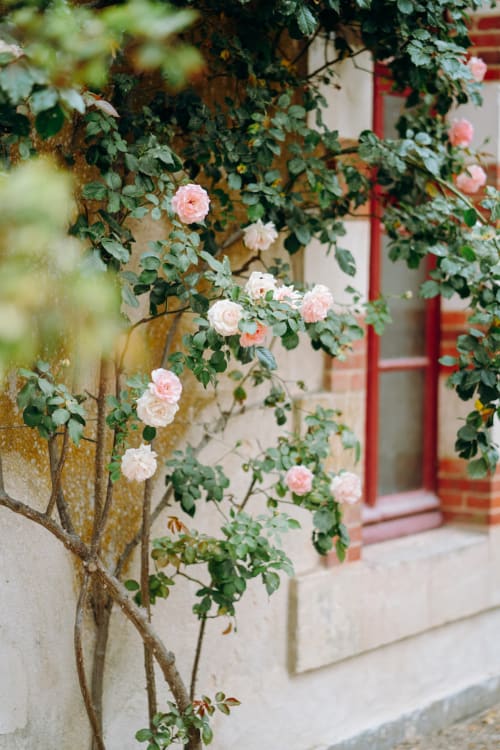 rosier grimpant