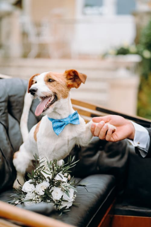 le chien des mariés en noeud papillon