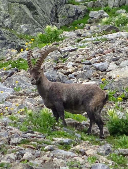 Alpine ibex on rocky mountain terrain near Aime la Plagne, France