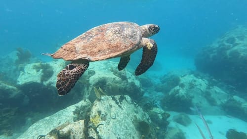 les anses d'arlet, Martinique, plongée, tortues, eau turquoise