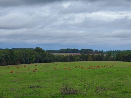 NOS VOISINES ... LES VACHES