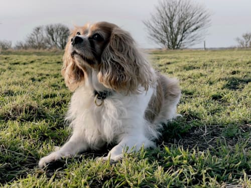 Pets allowed in the guest rooms of the Château de Ribourdin in Burgundy
