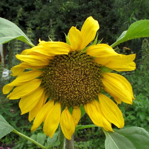 Bright yellow sunflower blooming in garden at Postwood Gardens Campsite, Kentisbeare
