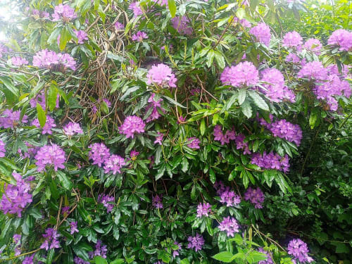 Pink rhododendron flowers blooming abundantly at Postwood Gardens Campsite in Kentisbeare with lush green foliage