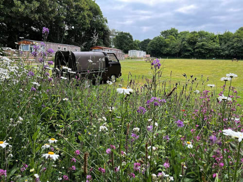 Purple and white wildflowers in meadow with vintage caravan and wooden glamping huts at Postwood Gardens Campsite,