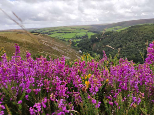 Purple wildflowers blooming on hillside overlooking Kentisbeare valley farmland