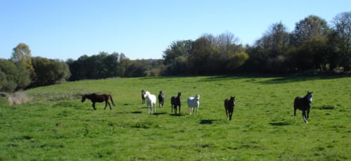 Chevaux paissant dans les herbages verts du Château De Brie, gîte rural près de Champagnac la Rivière, France