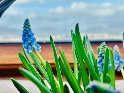 Flores de jacinto de uva azul floreciendo en el jardín del apartamento de Baiona con terraza con vistas al mar